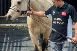 开云体育app-阿根廷马术选手逐鹿奔驰，取得佳绩的简单介绍